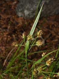 Attēlu rezultāti vaicājumam “Luzula multiflora”