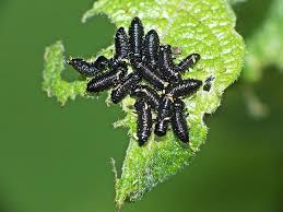 Attēlu rezultāti vaicājumam “Gonioctena viminalis”