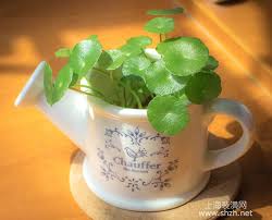 「銅錢草」的圖片搜尋結果