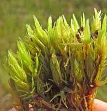 Attēlu rezultāti vaicājumam “Dicranum undulatum”