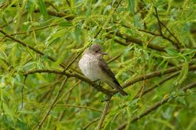 Attēlu rezultāti vaicājumam “Muscicapa striata”