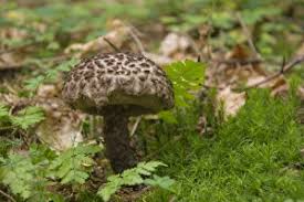 Attēlu rezultāti vaicājumam “Strobilomyces strobilaceus”