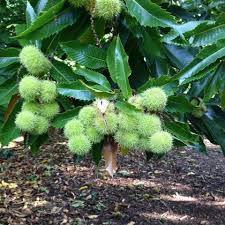 Attēlu rezultāti vaicājumam “Castanea sativa  fruit”