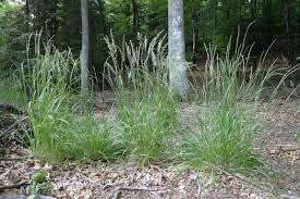 Attēlu rezultāti vaicājumam “Calamagrostis arundinacea”