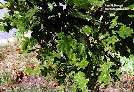 Attēlu rezultāti vaicājumam “Quercus robur Fastigiata leaf”