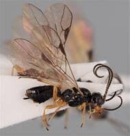 Attēlu rezultāti vaicājumam “Brachycera”