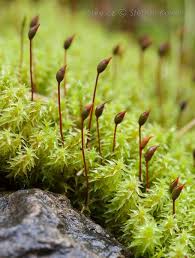Attēlu rezultāti vaicājumam “Dichodontium pellucidum macro”