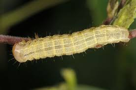 Attēlu rezultāti vaicājumam “Panolis umbra”