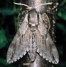 Attēlu rezultāti vaicājumam “Sphinx pinastri”