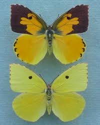 Attēlu rezultāti vaicājumam “Argynnis laodice female”