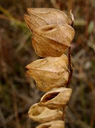 Attēlu rezultāti vaicājumam “Rhinanthus serotinus leaf”