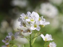 Attēlu rezultāti vaicājumam “Cardamine amara flower”
