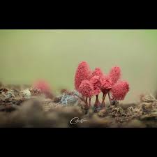 Attēlu rezultāti vaicājumam “Arcyria denudata stalked”