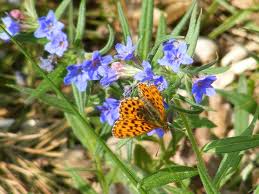 Attēlu rezultāti vaicājumam “Clossiana selene upperside”