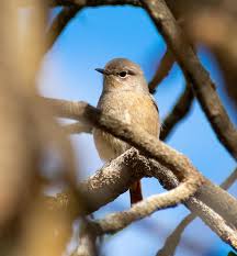 Image result for Phoenicurus moussieri