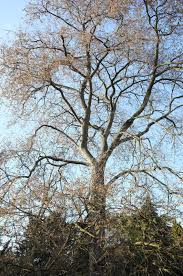 Attēlu rezultāti vaicājumam “Ulmus laevis”