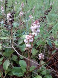Attēlu rezultāti vaicājumam “Pyrola minor flower”