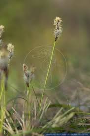 Attēlu rezultāti vaicājumam “Carex ericetorum”