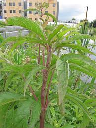 Attēlu rezultāti vaicājumam “Adaina microdactyla”