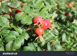 Attēlu rezultāti vaicājumam “Rosa villosa fruit”