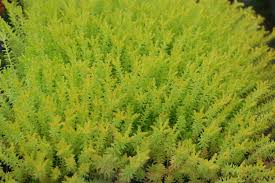 Attēlu rezultāti vaicājumam “Sedum sexangulare”