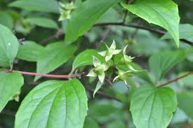 Attēlu rezultāti vaicājumam “Philadelphus coronarius leaf”