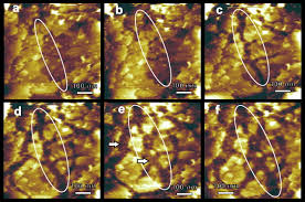 Attēlu rezultāti vaicājumam “Enteridium variabile spores”