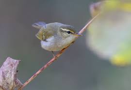 Image result for Phylloscopus borealis