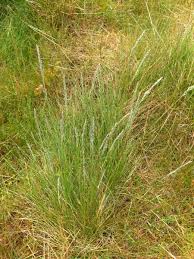 Attēlu rezultāti vaicājumam “Festuca ovina”