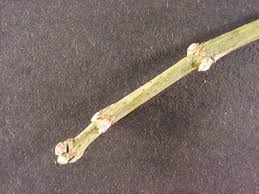 Attēlu rezultāti vaicājumam “Acer negundo bud”