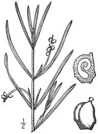 Attēlu rezultāti vaicājumam “Potamogeton compressus leaf”