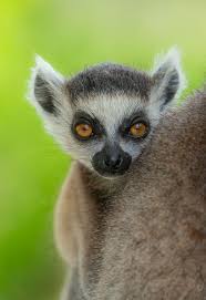 lemur ile ilgili görsel sonucu