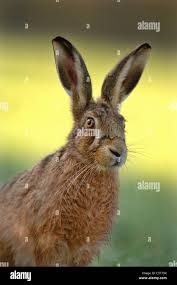 Attēlu rezultāti vaicājumam “Lepus europaeus adult”