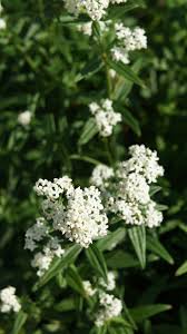 Attēlu rezultāti vaicājumam “Galium boreale bud”