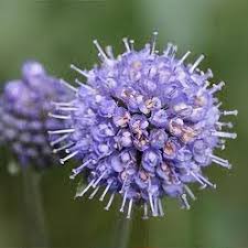 Image result for Succisa pratensis