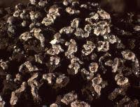 Attēlu rezultāti vaicājumam “Reticularia jurana”