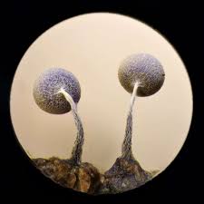 Attēlu rezultāti vaicājumam “Physarum album young”