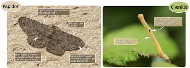 Attēlu rezultāti vaicājumam “Hypomecis punctinalis”