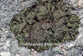 Attēlu rezultāti vaicājumam “Melanohalea olivacea”