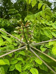Attēlu rezultāti vaicājumam “Gymnocladus dioicus bud”