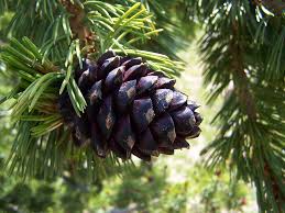 Attēlu rezultāti vaicājumam “Pinus ponderosa fruit”
