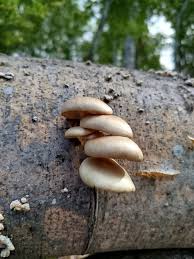 Attēlu rezultāti vaicājumam “Vouauxiomyces santessonii”