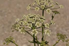 Image result for Heracleum sphondylium