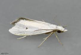 Attēlu rezultāti vaicājumam “Plutellidae”