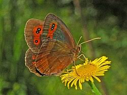 Attēlu rezultāti vaicājumam “Erebia aethiops underside”