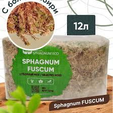 Attēlu rezultāti vaicājumam “Sphagnum fuscum”