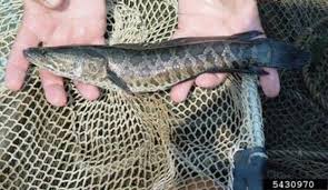 Image result for Channa argus