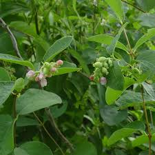 Attēlu rezultāti vaicājumam “Symphoricarpos albus”