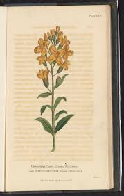 Image result for Cheiranthus cheiri