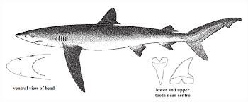 Image result for Prionace glauca